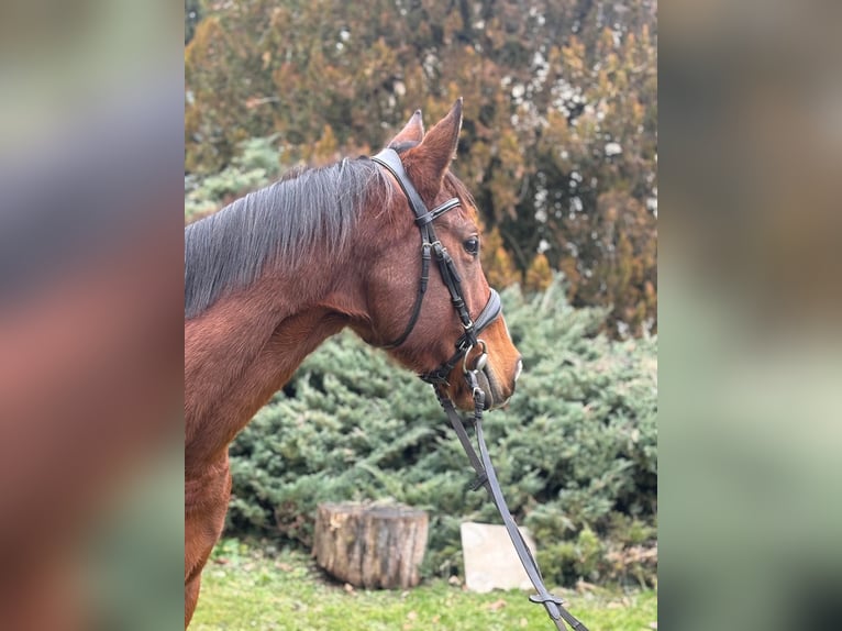 Thoroughbred Mare 5 years 16 hh Brown in coinsins