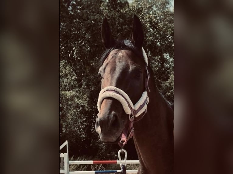 Thoroughbred Mare 5 years 16 hh Brown in Neuenhagen