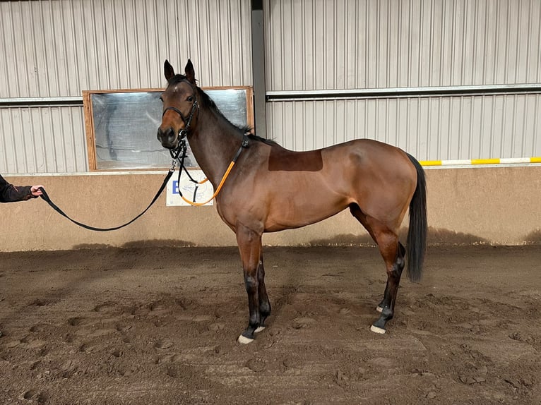 Thoroughbred Mare 5 years 16 hh Brown in Groeningen