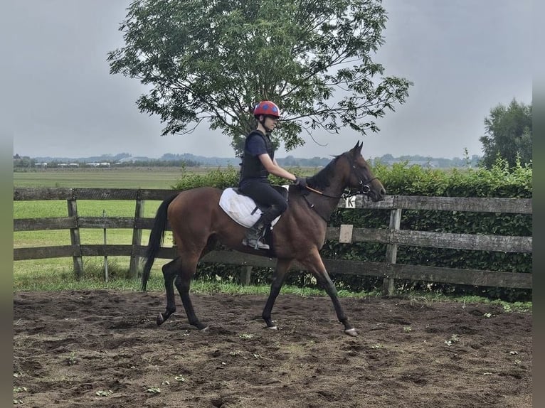 Thoroughbred Mare 5 years 16 hh Brown in Groeningen