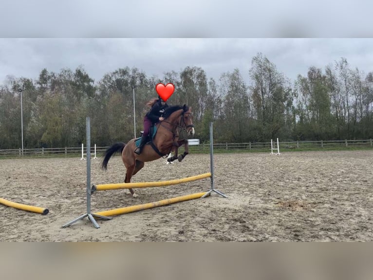 Thoroughbred Mare 5 years 16 hh Brown-Light in Gent