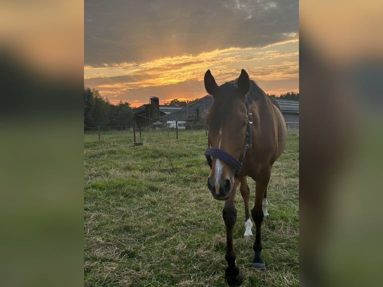 Thoroughbred Mare 5 years 16 hh Brown-Light in Gent