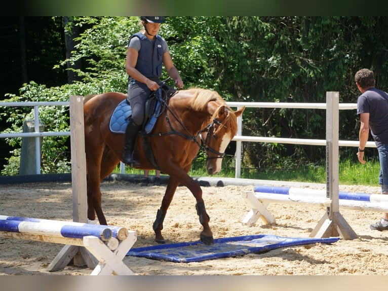 Thoroughbred Mare 5 years 16 hh Chestnut-Red in Eugendorf