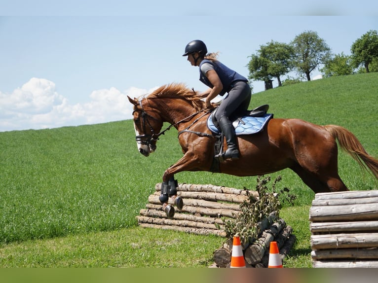 Thoroughbred Mare 5 years 16 hh Chestnut-Red in Eugendorf