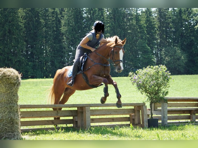 Thoroughbred Mare 5 years 16 hh Chestnut-Red in EugenbachEugendorf