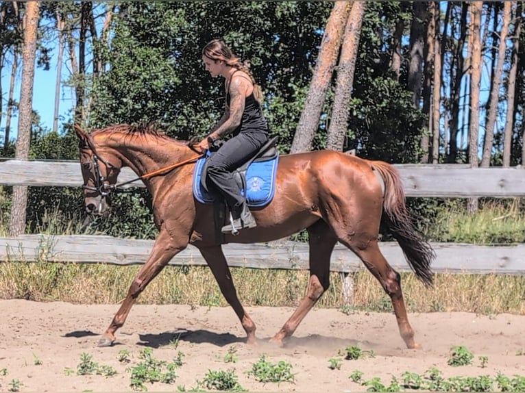 Thoroughbred Mare 5 years 16 hh Chestnut-Red in M&#xF6;ser