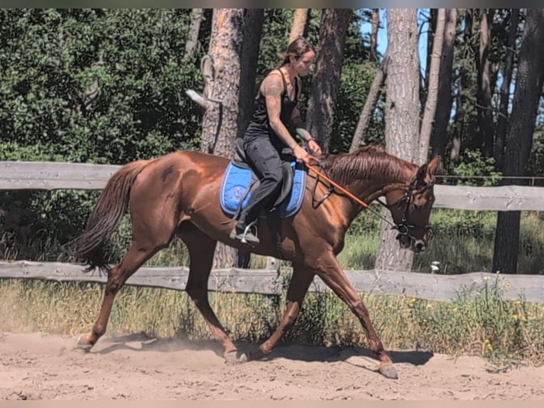 Thoroughbred Mare 5 years 16 hh Chestnut-Red in M&#xF6;ser