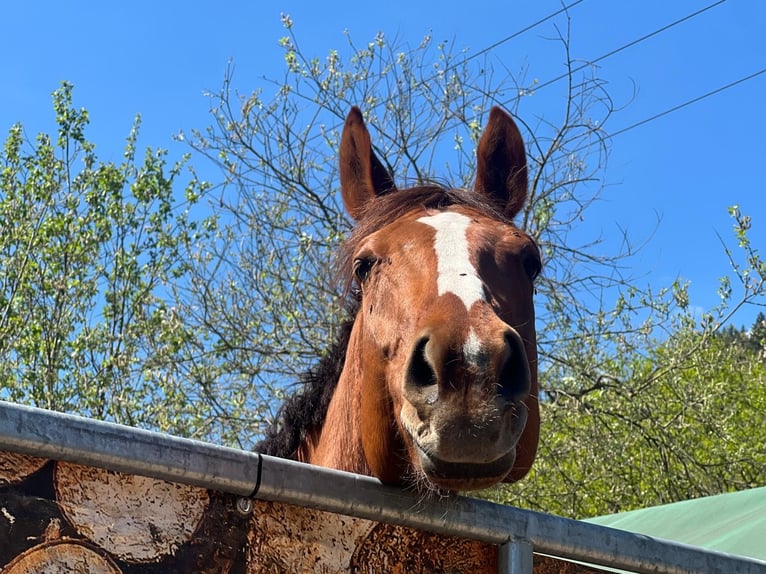 Thoroughbred Mare 5 years 16 hh Chestnut-Red in Hinterweidenthal
