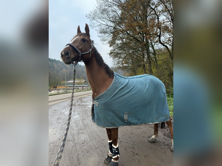 Thoroughbred Mare 5 years 16 hh Chestnut-Red in Hinterweidenthal