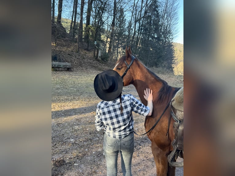 Thoroughbred Mare 5 years 16 hh Chestnut-Red in Hinterweidenthal