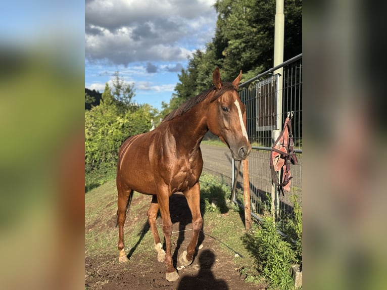 Thoroughbred Mare 5 years 16 hh Chestnut-Red in Hinterweidenthal
