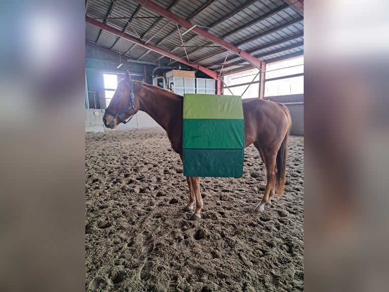 Thoroughbred Mare 5 years 16 hh Chestnut-Red in Mannheim