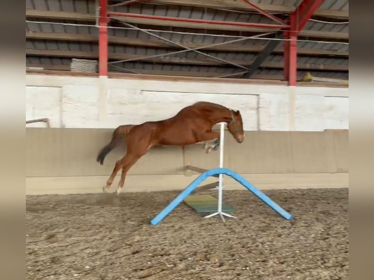 Thoroughbred Mare 5 years 16 hh Chestnut-Red in Mannheim