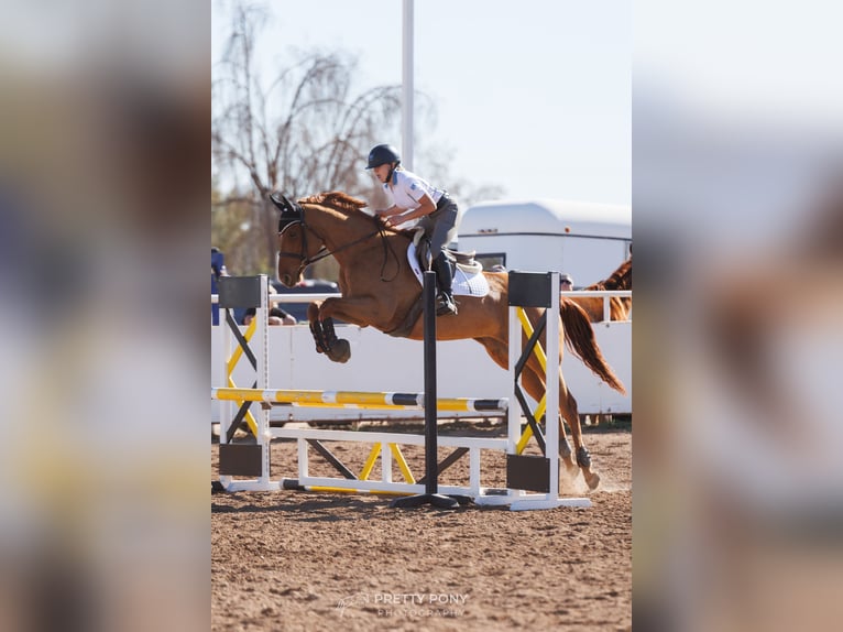 Thoroughbred Mare 5 years 16 hh Chestnut in Arizona