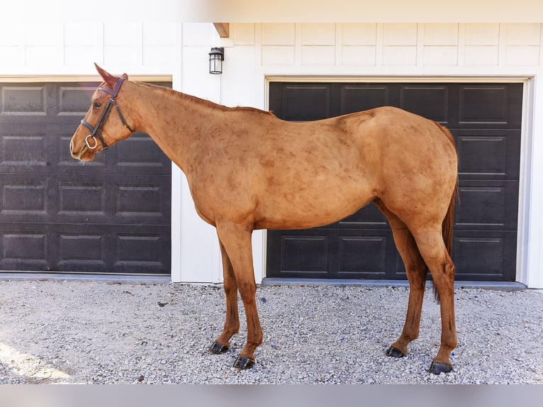 Thoroughbred Mare 5 years 16 hh Chestnut in Arizona