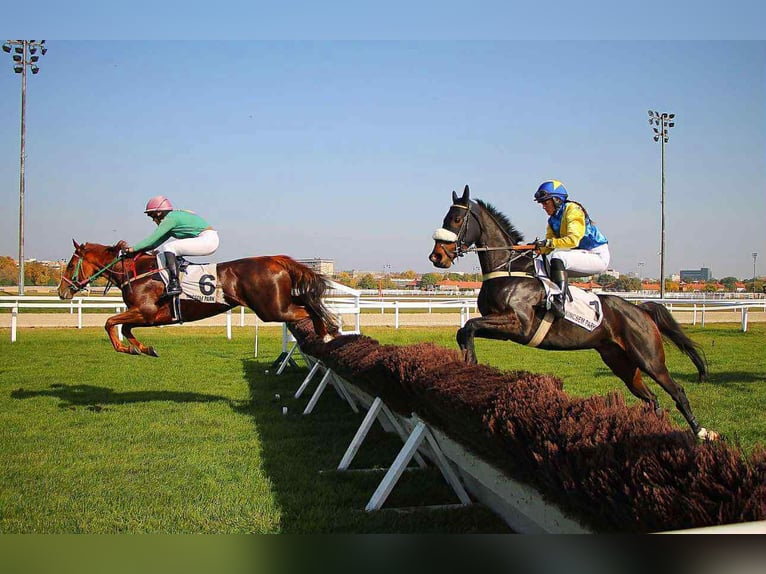 Thoroughbred Mare 5 years 16 hh Chestnut in KAKUCS