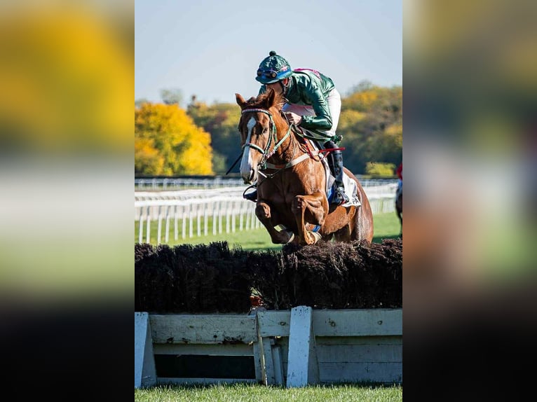 Thoroughbred Mare 5 years 16 hh Chestnut in KAKUCS