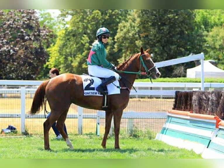 Thoroughbred Mare 5 years 16 hh Chestnut in KAKUCS