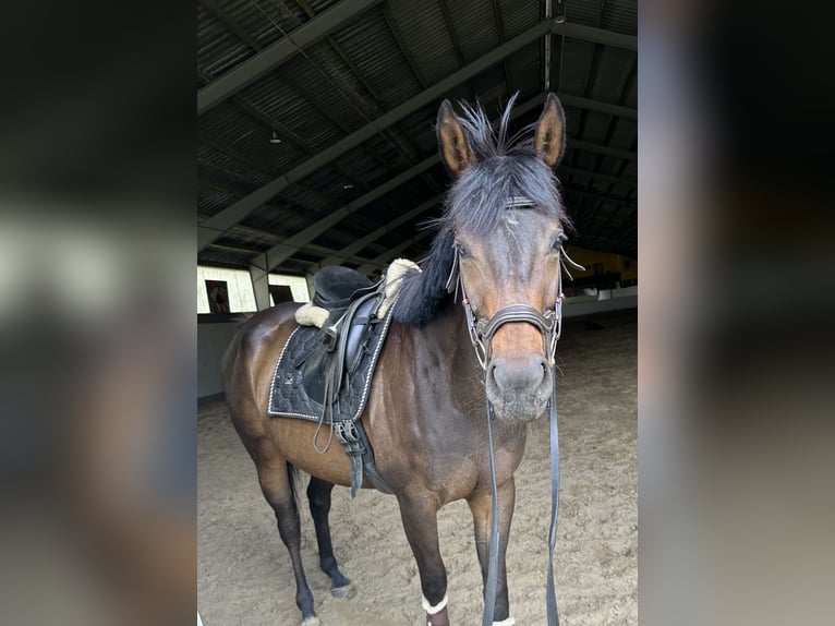 Thoroughbred Mare 5 years 16 hh in Berlin
