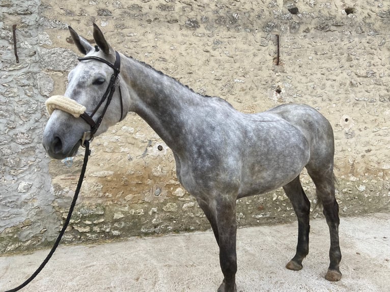 Thoroughbred Mare 5 years 16 hh Gray in Provins