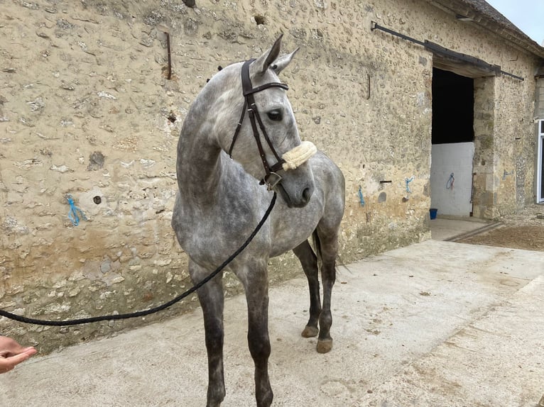 Thoroughbred Mare 5 years 16 hh Gray in Provins