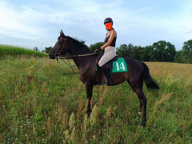 Thoroughbred Mare 5 years 16 hh Smoky-Black in Berlin