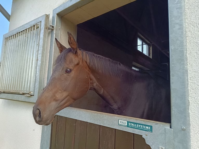 Thoroughbred Mare 5 years 16 hh Smoky-Black in Berlin