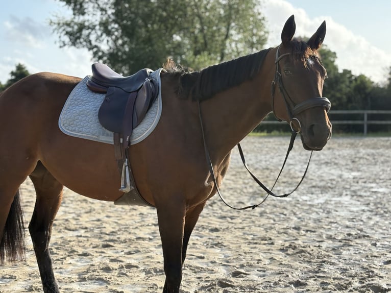 Thoroughbred Mare 5 years 16,1 hh Brown in Plougasnou