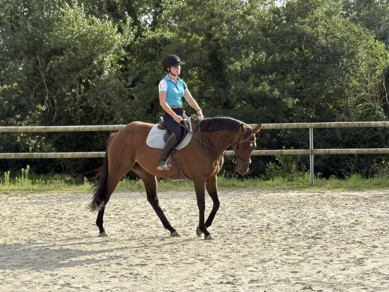 Thoroughbred Mare 5 years 16,1 hh Brown in Plougasnou