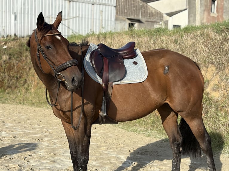 Thoroughbred Mare 5 years 16,1 hh Brown in Plougasnou