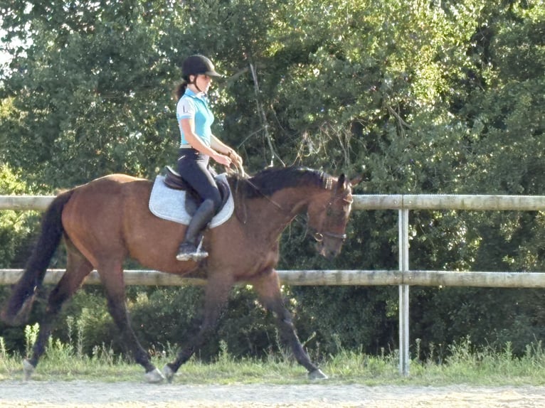 Thoroughbred Mare 5 years 16,1 hh Brown in Plougasnou