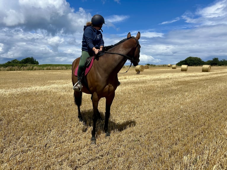 Thoroughbred Mare 5 years 16,1 hh Brown in Plougasnou