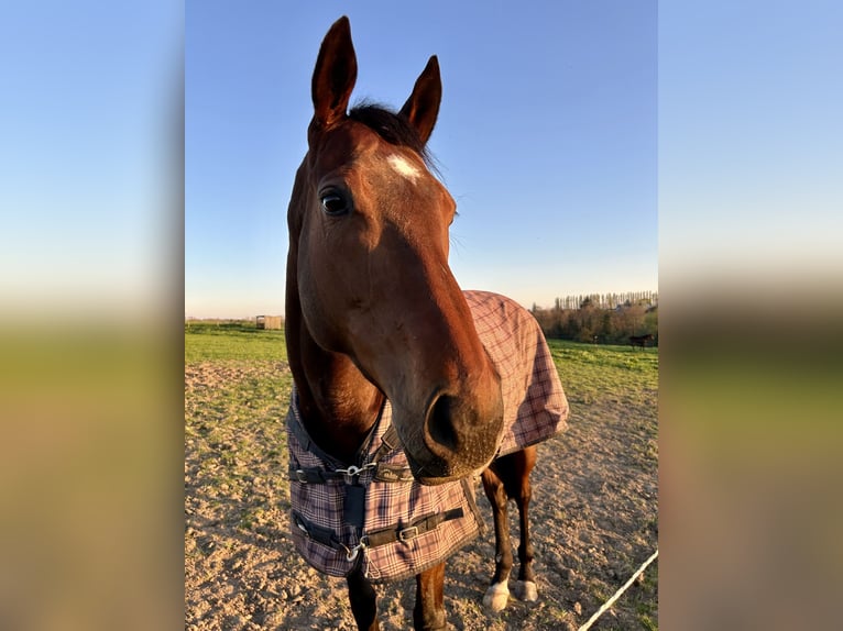 Thoroughbred Mare 5 years 16,1 hh Brown in Plougasnou