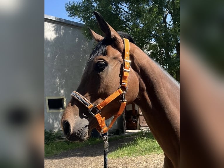 Thoroughbred Mare 5 years 16,1 hh Brown in Leipzig