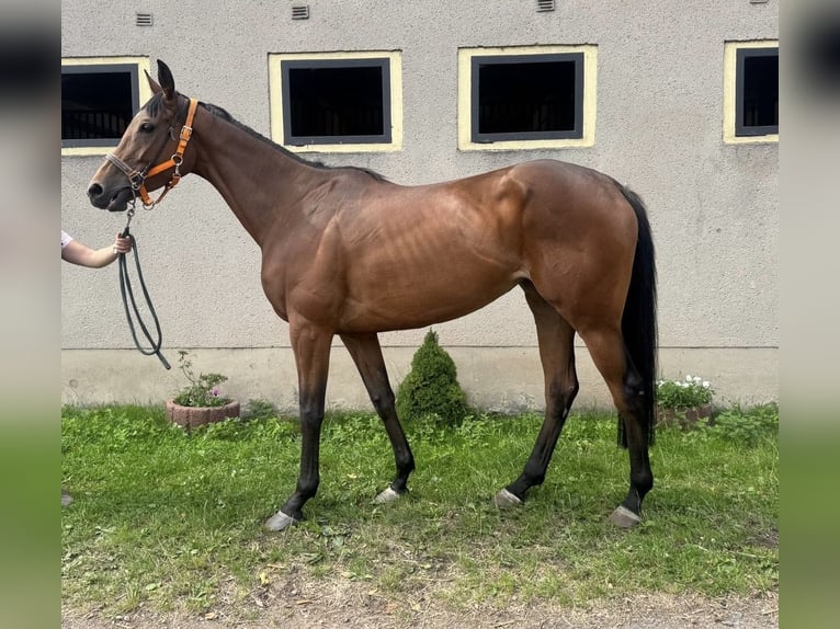 Thoroughbred Mare 5 years 16,1 hh Brown in Leipzig