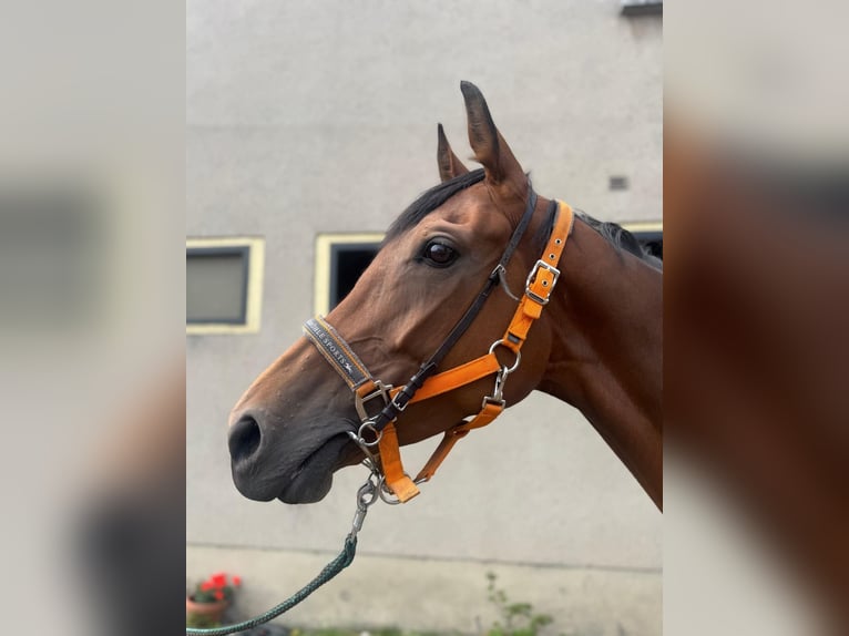 Thoroughbred Mare 5 years 16,1 hh Brown in Leipzig