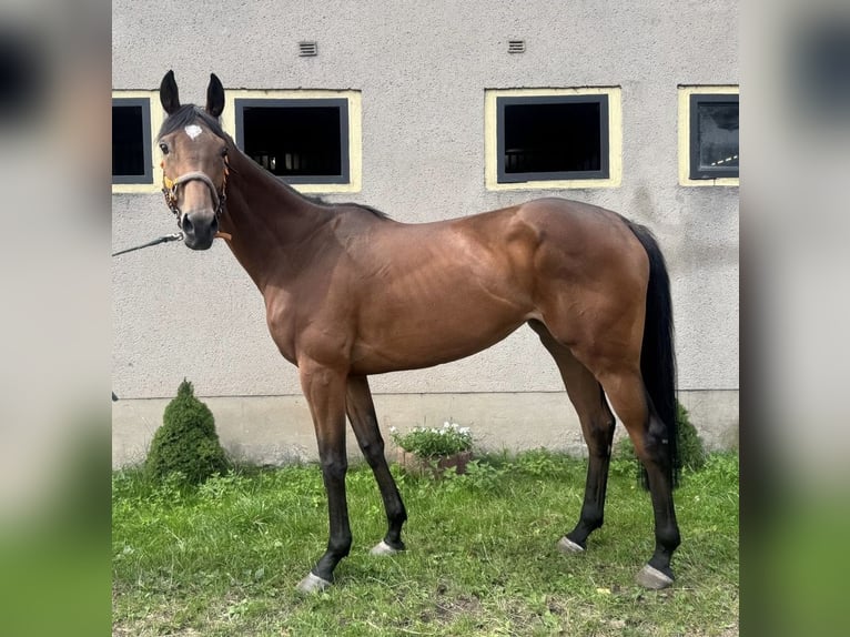 Thoroughbred Mare 5 years 16,1 hh Brown in Leipzig