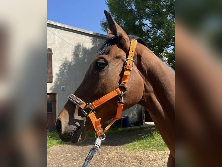 Thoroughbred Mare 5 years 16,1 hh Brown in Leipzig