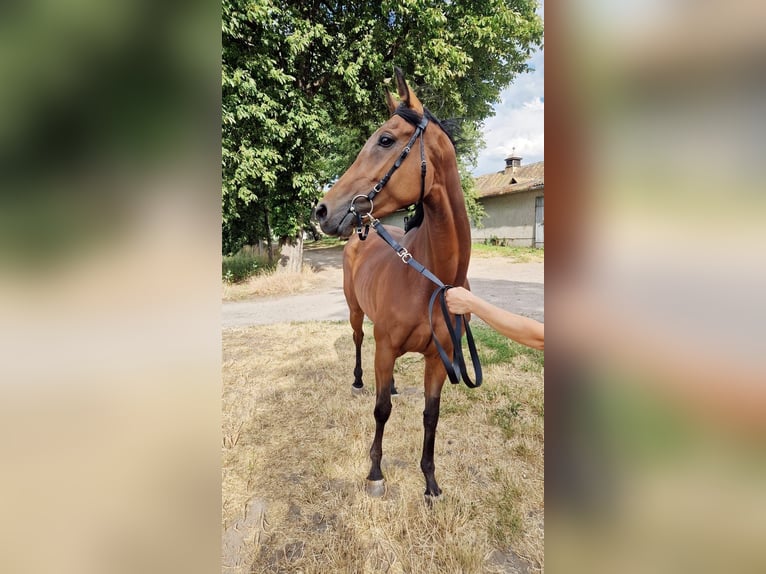 Thoroughbred Mare 5 years 16,1 hh Brown in Leipzig