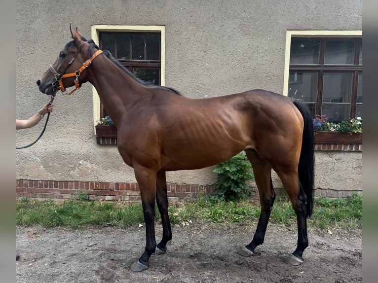 Thoroughbred Mare 5 years 16,1 hh Brown in Leipzig