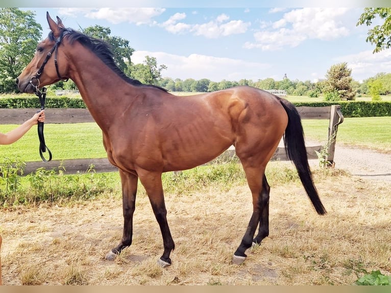 Thoroughbred Mare 5 years 16,1 hh Brown in Leipzig