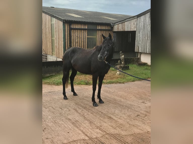 Thoroughbred Mare 5 years 16,2 hh Gray-Dark-Tan in Wellington