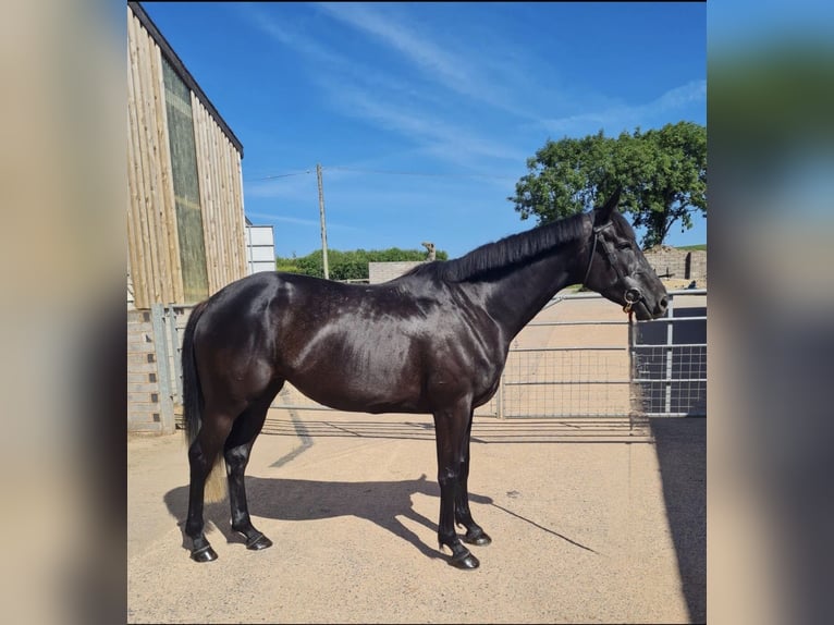 Thoroughbred Mare 5 years 16,2 hh Gray-Dark-Tan in Wellington
