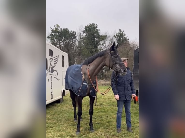 Thoroughbred Mare 5 years 16,2 hh Gray-Dark-Tan in Wellington