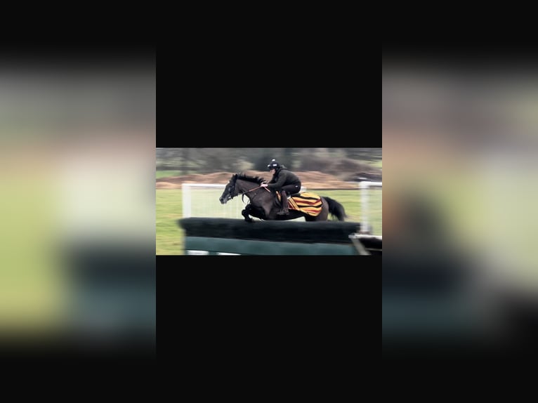 Thoroughbred Mare 5 years 16,2 hh Gray-Dark-Tan in Wellington