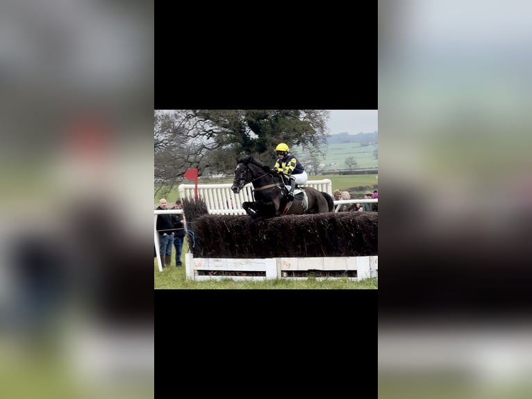 Thoroughbred Mare 5 years 16,2 hh Gray-Dark-Tan in Wellington