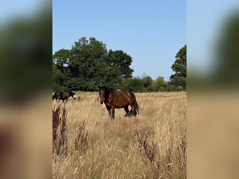 Thoroughbred Mare 5 years 16,3 hh Brown in Saint-Cast-le-Guildo