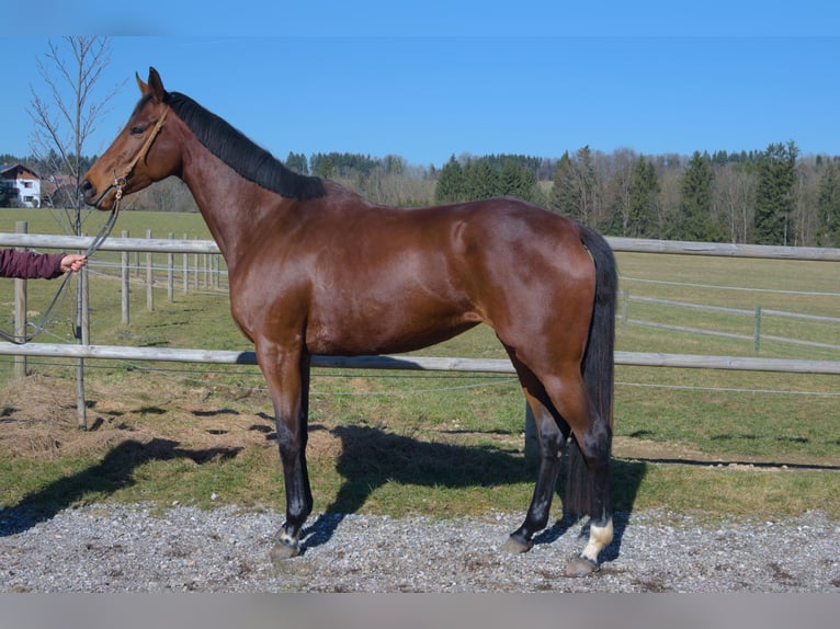 Thoroughbred Mare 5 years 17 hh Brown in Vöcklamarkt
