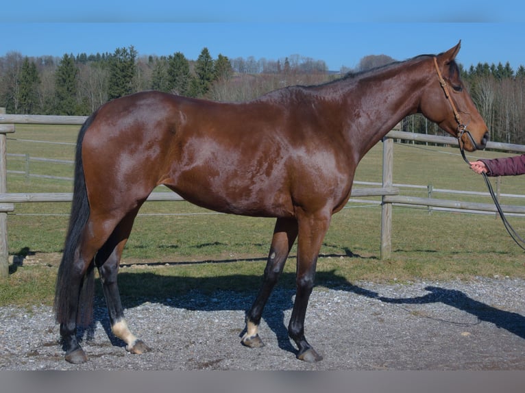 Thoroughbred Mare 5 years 17 hh Brown in Vöcklamarkt
