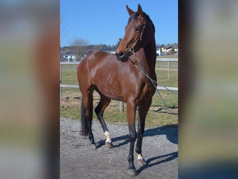 Thoroughbred Mare 5 years 17 hh Brown in Vöcklamarkt